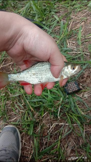 слайд-шоу из фото с рыбалке на Нольке! 17.05.2025 Года fishing рыбалка