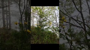 Песня об Усть-Илимске на стихи Ольги Нетецкой, музыка. Александра Квача