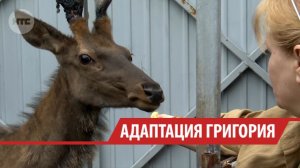 Спасённому на Байкале изюбрю Грише вряд ли получится избежать ампутации ноги