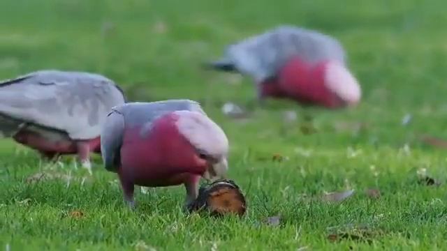 Розовые какаду, или гала (Eolophus Roseicapilla)