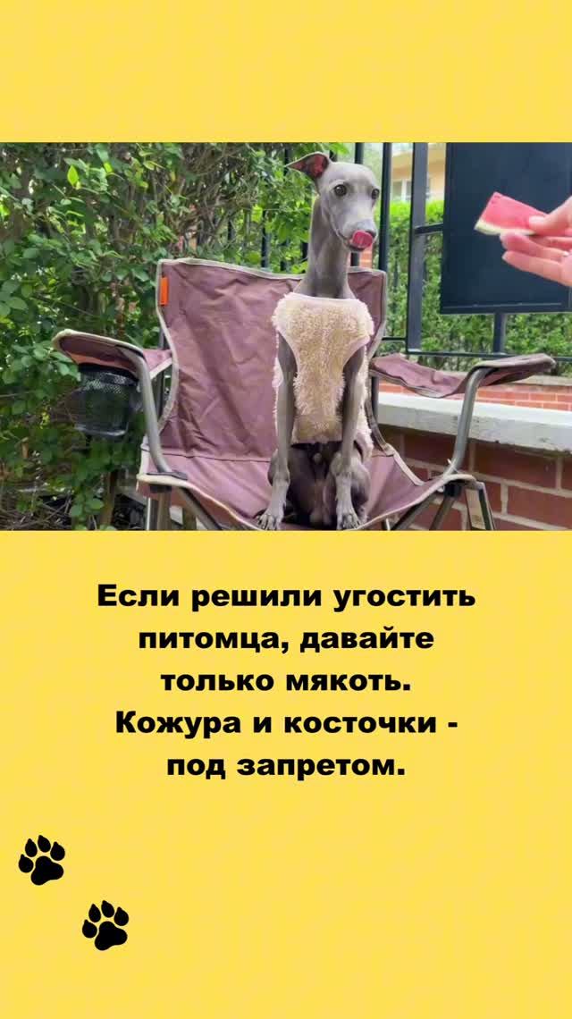 ХОЧУ АРБУЗ