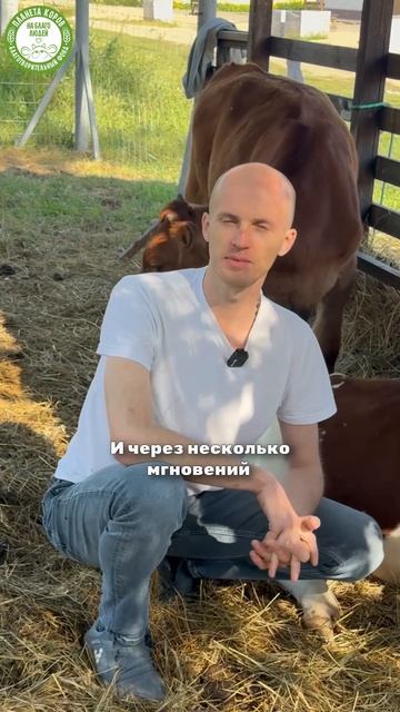 Новая уникальная программа - трансляция телят на Планете Коров