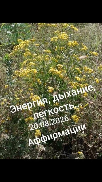 Девиз дня!✨🌈☀️20.08.2026. Легкость, дыхание, забота... #мысли #слова #чувства #душа #разум #дела