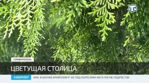 В жару поливу зелёных насаждений в Симферополе уделяют особое внимание
