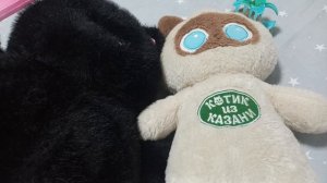кошки шоу дружба