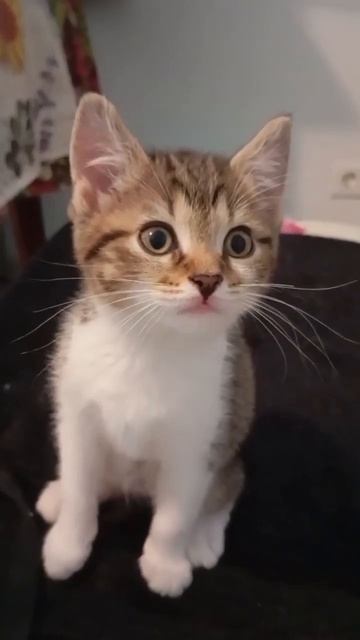 Моя Звезда! 😻🌟