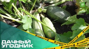 Дачный угодник. Что челябинцам советуют сделать с урожаем кабачков?