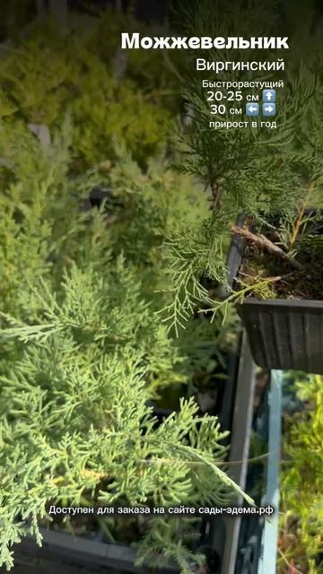🌿 Можжевельник виргинский — зелёная вертикаль для сада