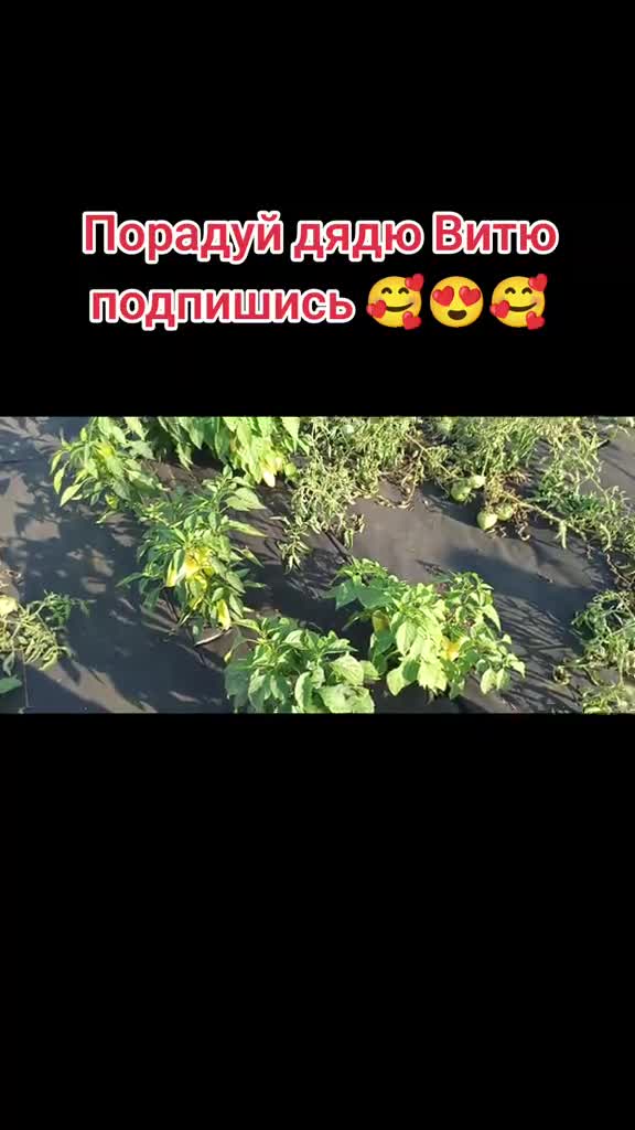 Супер перец у дяди Вити на огороде. Обзор 07.08.26 #сад #огород #теплица #дядявитя