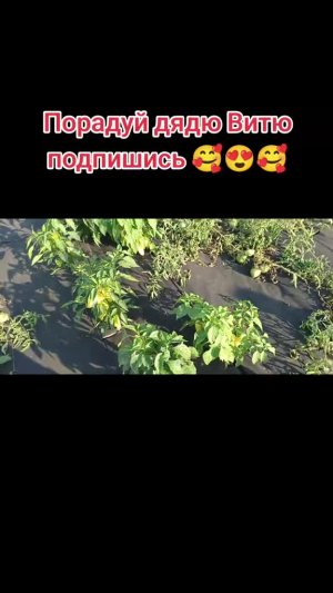 Супер перец у дяди Вити на огороде. Обзор 07.08.26 #сад #огород #теплица #дядявитя