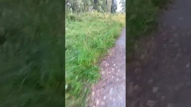 вечерний стрим всем привет