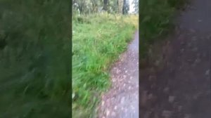 вечерний стрим всем привет