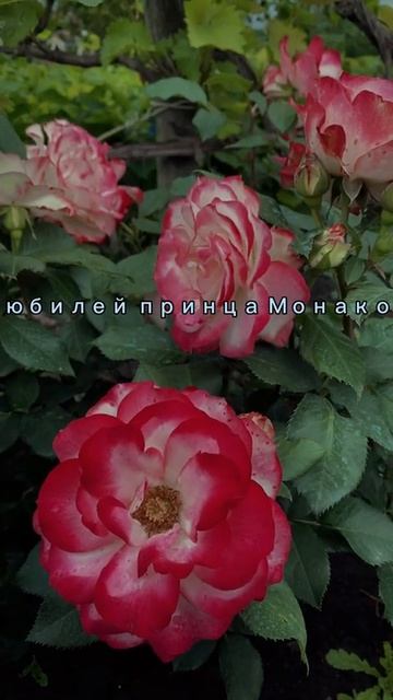 3 парковые розы, которые раньше всего зацветут в вашем саду 🌹Семейный питомник СОЦВЕТИЕ