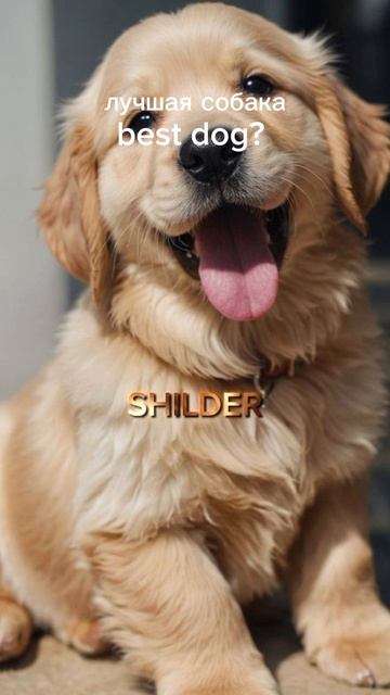 Лаки Бобо Эдит собака SHILDER