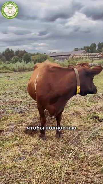 Опекун для коровы Шанти