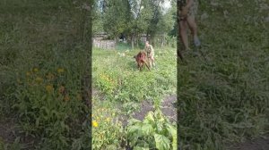 КУПАНИЕ КОЗЛА!🐐ЛЮБОВЬЮ И МЕСТЬ В ОДНОМ ВЕДРЕ!🤣