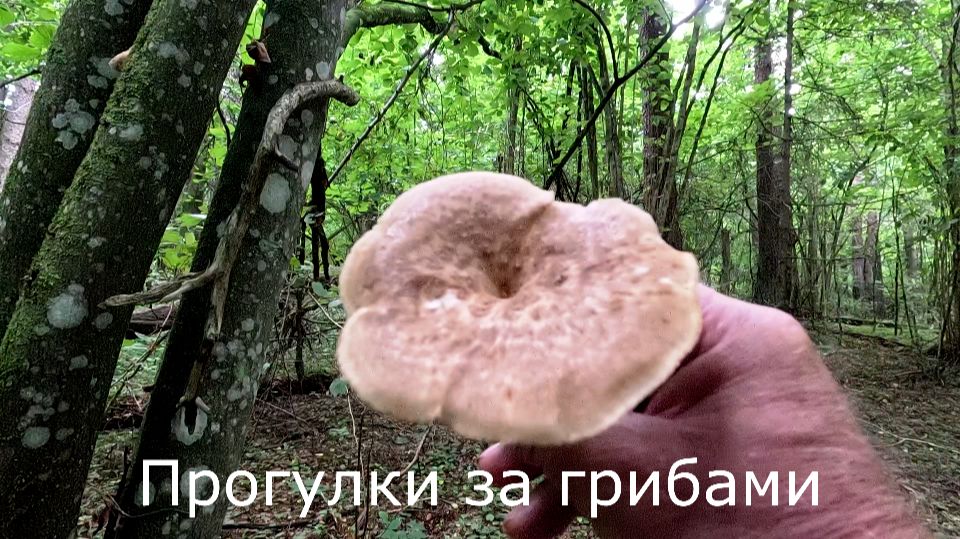 Прогулки по лесу. По лисичкиной зоне.