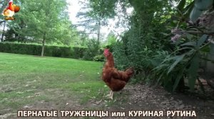 Куриная рутина – что делают куры на выгуле 😂 эпизод (195)