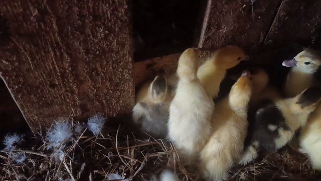 Кошмарю утят 🐥 и их мамаш. Гуси 🪿 куры 🐔🐓 рыжий кот Фокс и хозяюшка Лапа