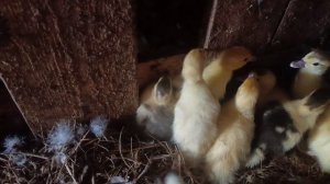 Кошмарю утят 🐥 и их мамаш. Гуси 🪿 куры 🐔🐓 рыжий кот Фокс и хозяюшка Лапа