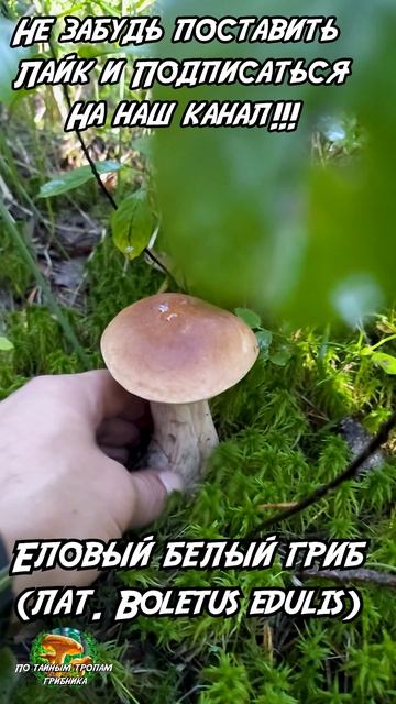 Еловый белый гриб