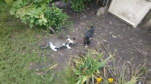 Мать кошка поймала мышонк и передола своему котенку для повышение квалефикации