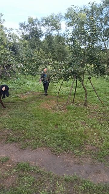 СМИРИТЕЛЬНАЯ МАСКА ДЛЯ КОЗЛА!ЗА ЯБЛОНЬКУ!🍎 ЗА ТАНЬКУ!