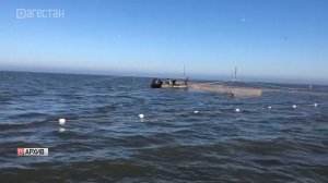С начала года в Дагестане выловили более 15 тысяч тонн рыбы