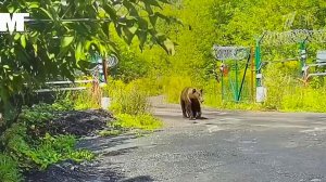 Медведи напали на людей сразу в нескольких российских регионах.