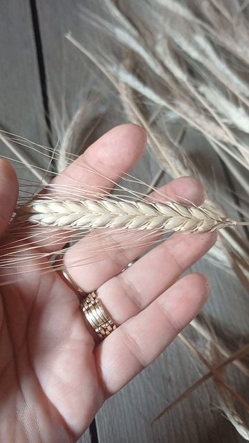 Злаки. Пшеница полбяная Маха