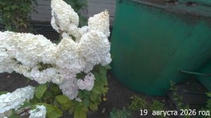 7 соток. Целый день дождь и холодно. Хроника 19 вгуста 2026 год