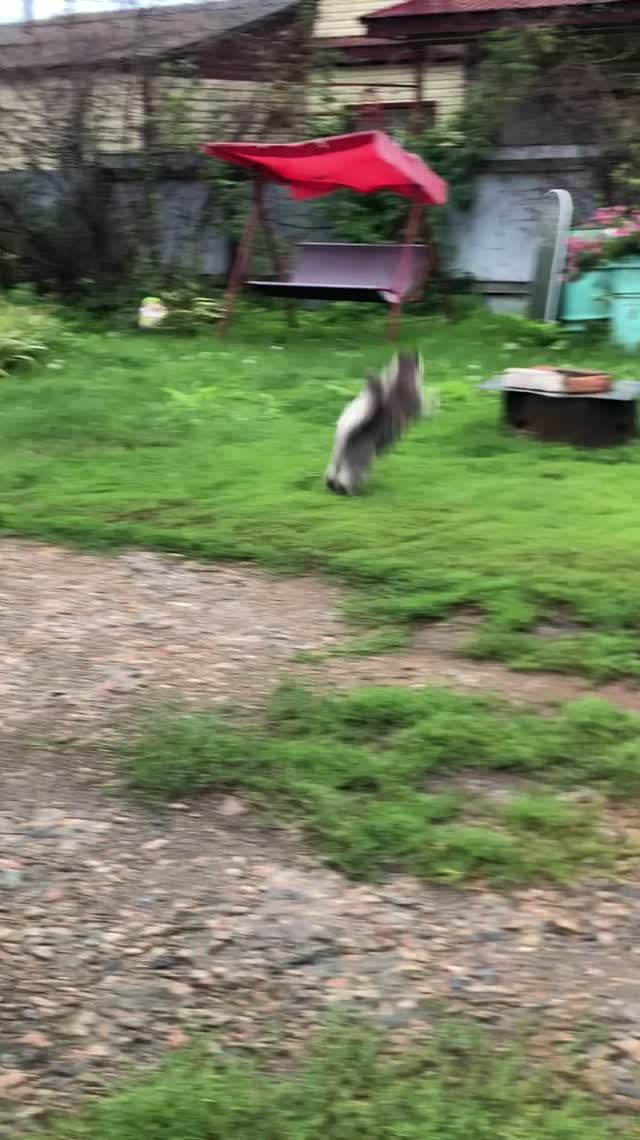 смешные кошки