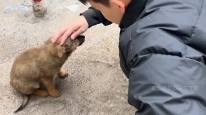 Ко мне в дом забрёл потерянный Щенок