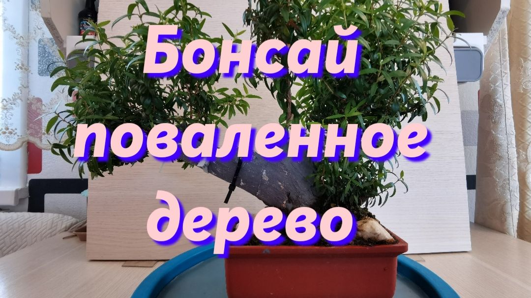 Поваленное дерево, тануки