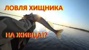 КАК ЛОВИТЬ ХИЩНИКА НА ЖИВЦА СО ДНА?