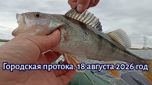Якутск. Городская протока. 18 августа 2026 год