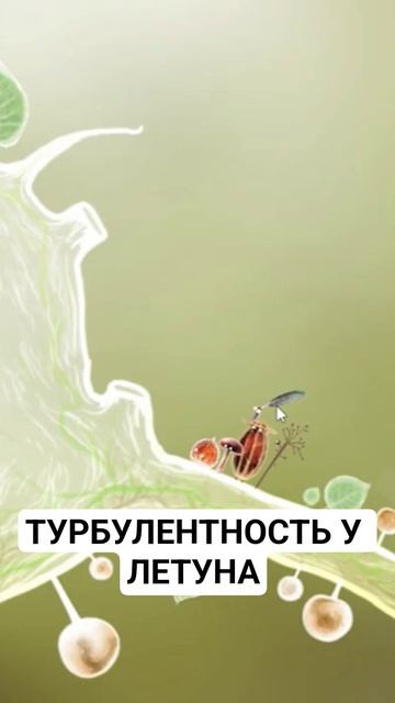 ТУРБУЛЕНТНОСТЬ У ЛЕТУНА #обительнастроения #botanicula