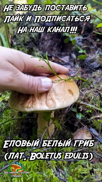 Еловый белый гриб