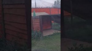 2.Гимн Любви Шархан и Киара. Текст - Валентин. Видеоряд-Светлана. Подборка роликов-Елена. Музыка-ИИ.