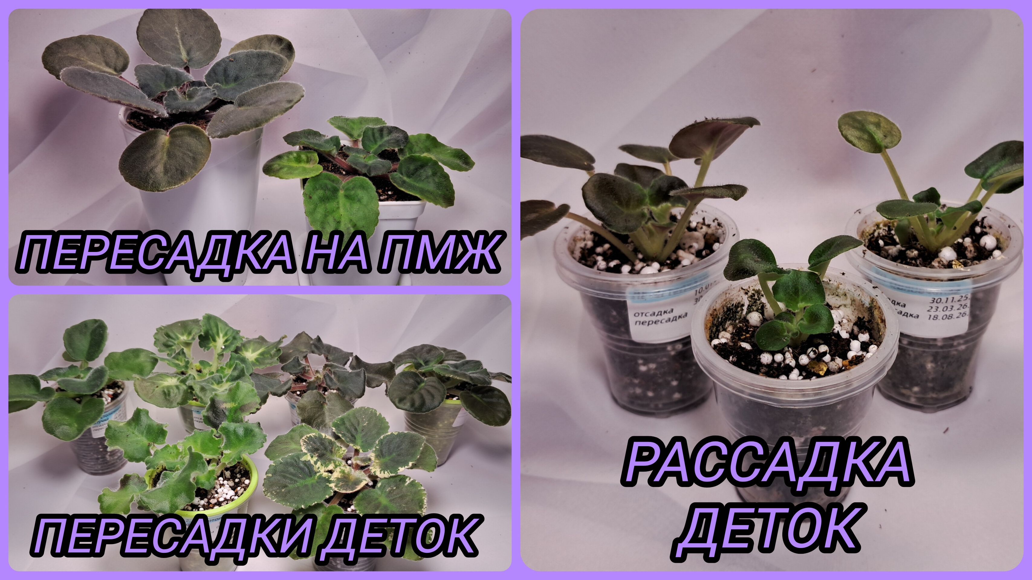 Пересадка фиалок на ПМЖ. Пересадки деток в объём побольше. Рассадка деток.
