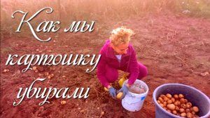 Убираем урожай картофеля 🥔