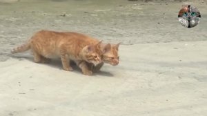 Синхронные котята 😺😺