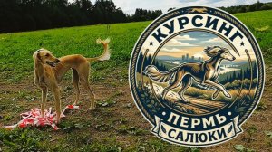 Курсинг Пермь Салюки