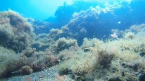 Август в Черном море.