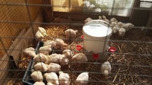 Бройлерам почти 2 недели. Витамины для всех. Петруша на лекарствах.