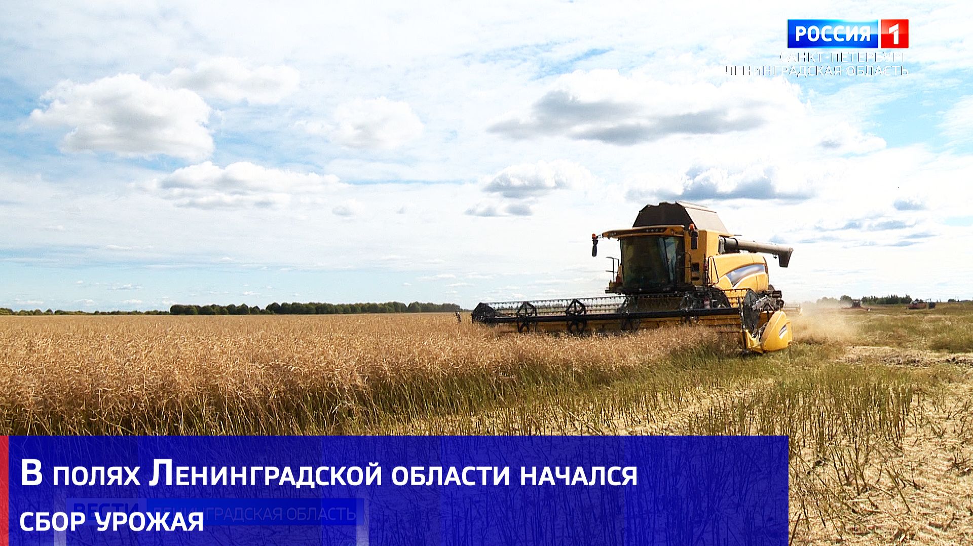 В полях Ленинградской области начался сбор урожая
