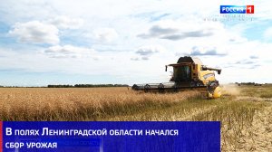 В полях Ленинградской области начался сбор урожая