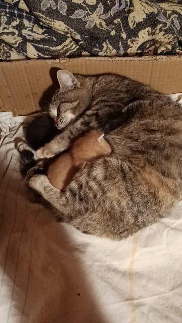 окатилась кошка на даче