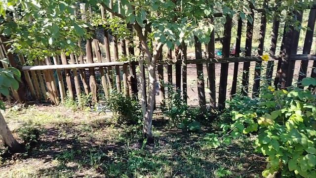 Опасались второй волны шторма. Но обошлось. Новые стойки для растений в палисаднике.