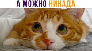 А МОЖНО НИНАДА))) Приколы с котами